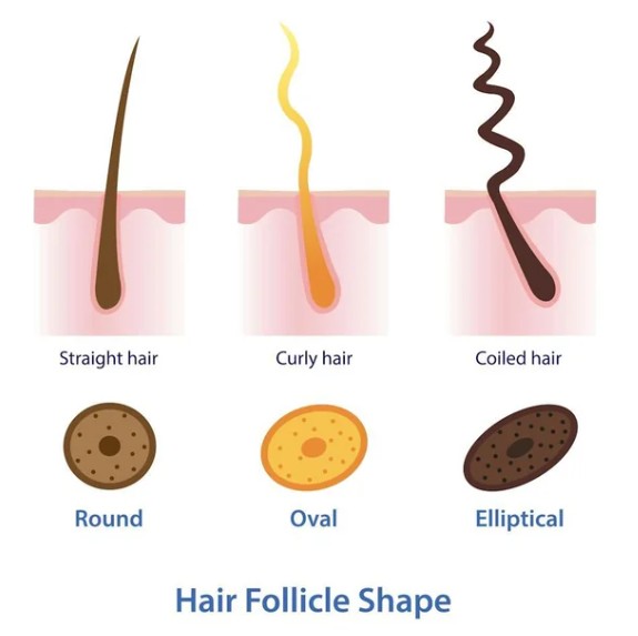 EXTRUCTURA FOLICULAR